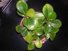 Peperomia obtusifolia