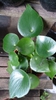 Form