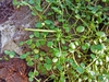 Form