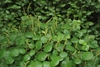 Form