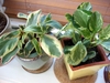 Two potted houseplants with white variegated leaves.