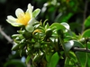 Form