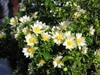 Leafy shoots and many white flowers with yellow stamens.