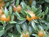 Yellow berry-like fruits with leaves from nodes.