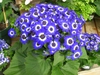 Flower and leaves