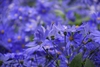Stems and flowers
