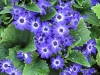 Flower and leaves