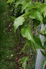 Leaves