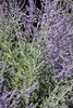 Branched purple inflorescence bearing purple flowers.