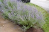 gray green foliage topped by airy purple inflorescences.
