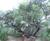 Tree dark bark, gnarled branches, and fine foliage