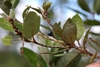 Leafy branch; leaves with brown hairs on underside.