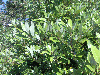 Leafy shrub
