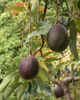 Fruit