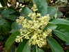 Leaves and Flower