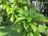 Leaves