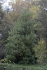 Tall, narrow tree with dark dense foliage