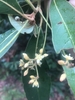 Close-up of small white flowers on long peduncle.