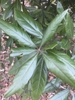 Close-up of leaves.