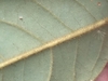 Underside of leaf showing tan hairs on midveins and other veins.
