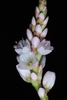 Whitish flowers opening (Guilford County, US-NC)-Early Fall