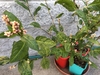 Potted plants with alternate simple leaves & spikes of pink fls.