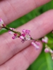Hand cradling spikes of pink flowers.