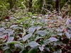 A stand of herbaceous plants with ovate leaves.