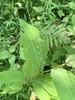 Plant with ovate leaves with acute tip & spike of small flowers