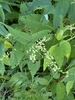 Plant with ovate leaves with acute tip & spike of small flowers