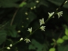Close-up of tiny white flowers borne distantly along a stem