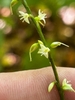 Close up on tiny white flowers. Finger shows scale.