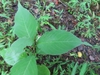 Single stem bearing alternate, ovate leaves with acute tips