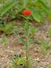 single stem with customary solitary flower
