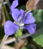 Dark purple nectar guide and green hollow pocket ornectar spur