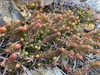 long stems with bronze-colored, succulent leaves.