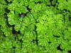 Petroselinum crispum