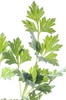 Petroselinum crispum
