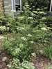 Petroselinum crispum