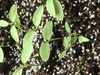 Seedlings
