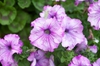 Petunia x hybrida
