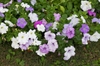 Petunia x hybrida