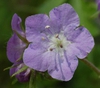 Phacelia bipinnatifida