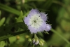 Flower detail