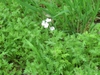 Form