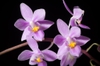 Phalaenopsis equestris var. Rosea