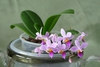 Form