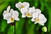 A spray of classic white, rouded white flowers.
