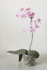 Potted moth orchid with variegated leaves and pink flowers.