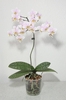 Potted moth orchid with variegated leaves and pink flowers.
